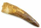 Fossil Spinosaurus Tooth - Real Dinosaur Tooth #373945-1